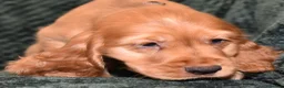 Cocker Spaniel dogs for sale:  Ready Now Kc Reg Show Type Cocker Spaniel - Advert 14