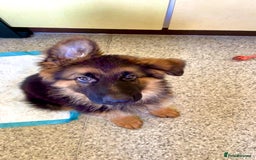 German Shepherd dogs for sale: Stunning german shepherd male puppy💙 - Image 1