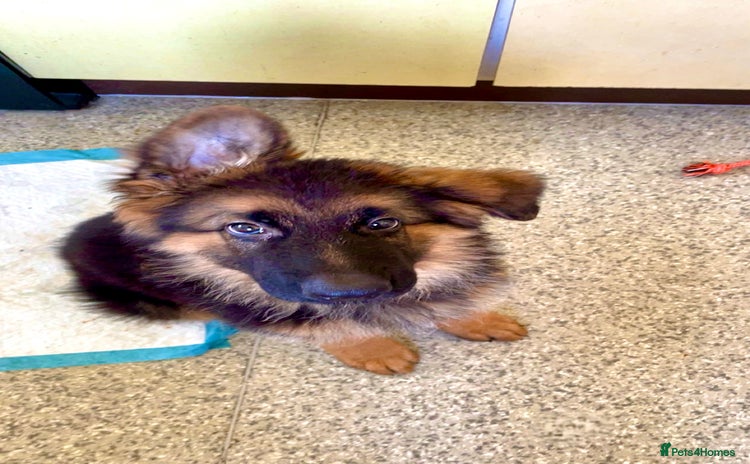 German Shepherd dogs - Advert 13