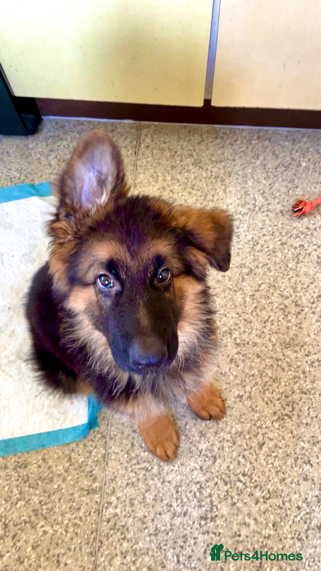 German Shepherd dogs for sale: Stunning german shepherd male puppy💙 - Image 1