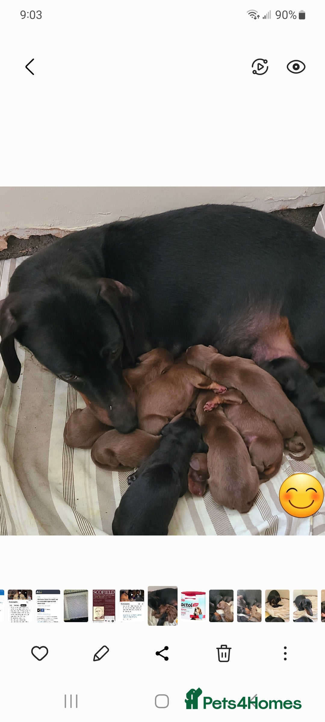 Dachshund dogs Gorgeous Dachshunds - Advert 1