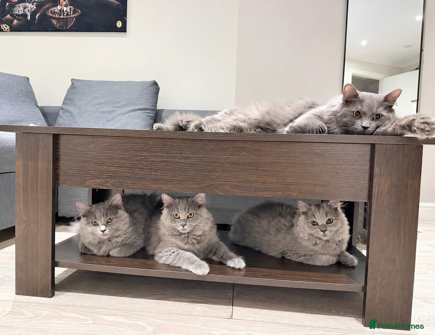British Longhair cats British longhair kittens  - Advert 2