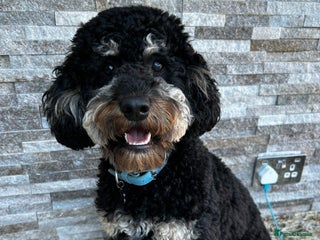 Cockapoo dogs - Advert 4