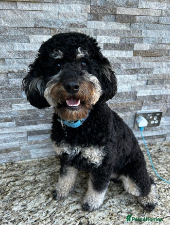 Cockapoo dogs - Advert 1