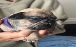 French Bulldog dogs for sale: Beautiful French bulldog puppies - Image 9