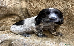 Cocker Spaniel dogs for sale: Beautiful Cocker Spaniel Litter - Image 2