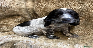 Cocker Spaniel dogs - Advert 12