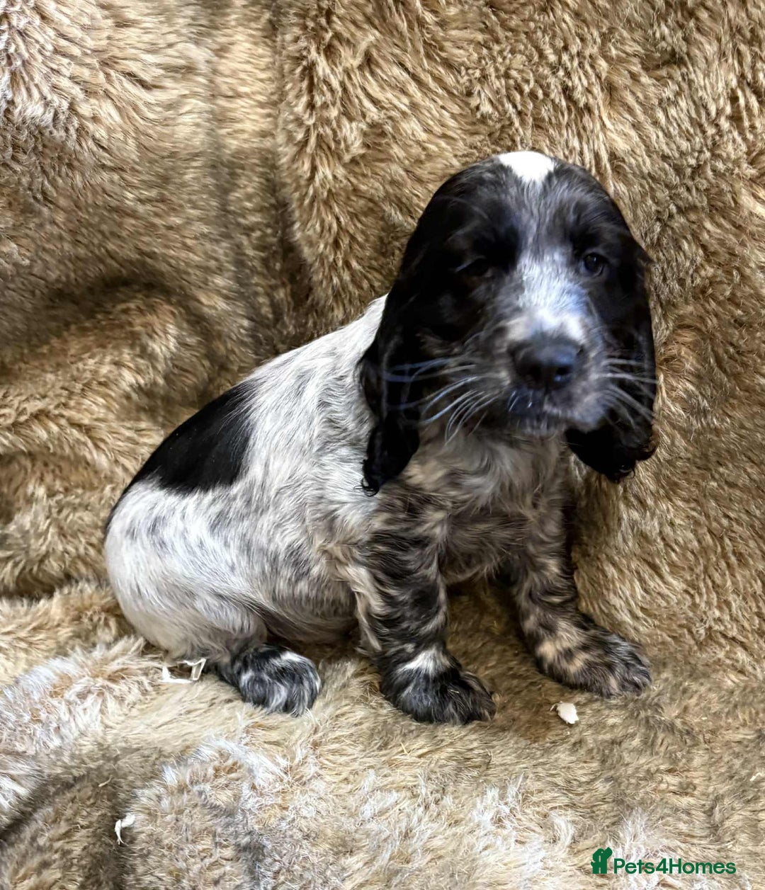 Cocker Spaniel dogs for sale: Beautiful Cocker Spaniel Litter - Image 2