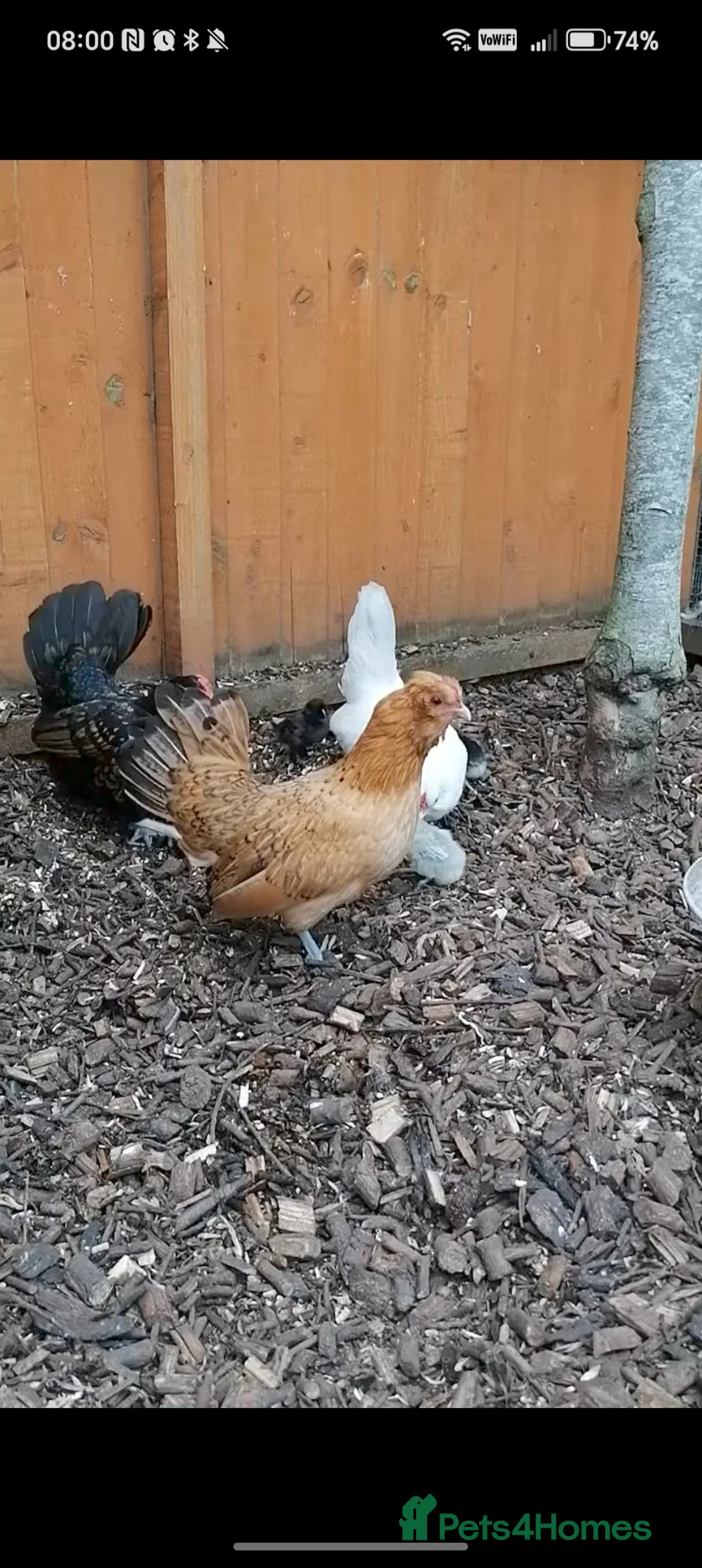 Chickens poultry for sale: Mixed Bantam hens for sale in Stevenage - Advert 3