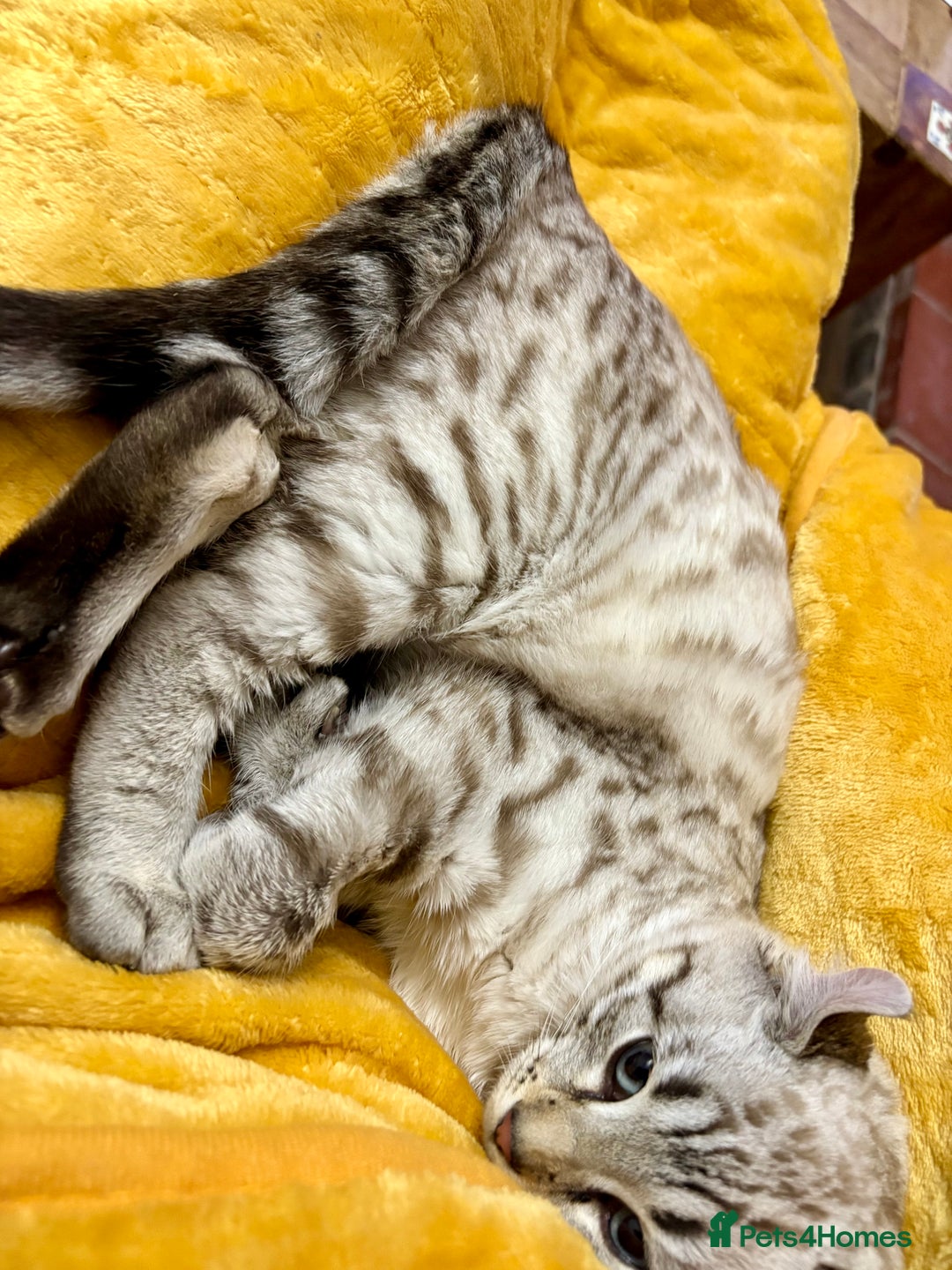 Keetso cats for sale: Super wild looking poly curled eared leopard  - Advert 32