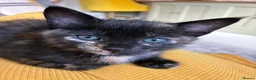 Mixed Breed cats for sale: Two beautiful kittens in Colchester - Advert 3