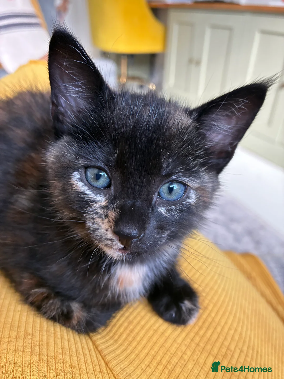 Mixed Breed cats for sale: Two beautiful kittens in Colchester - Advert 3