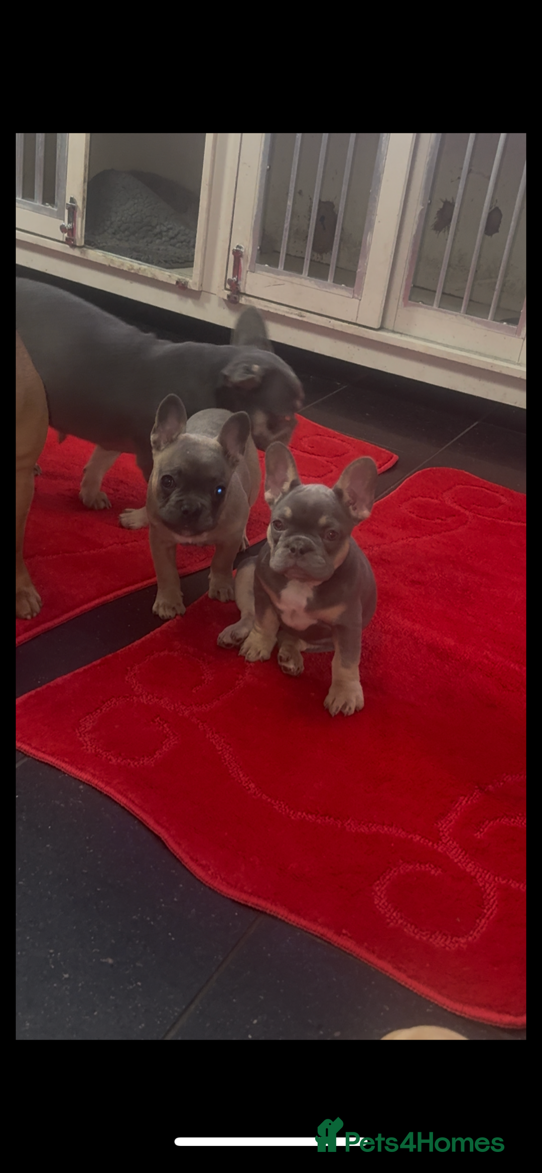 French Bulldog dogs for sale: Last girl left  - Advert 36