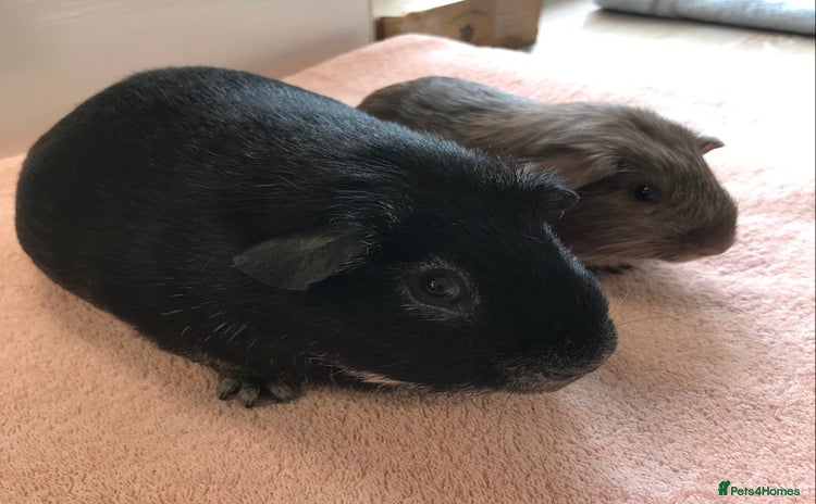 Guinea Pig rodents - Advert 4