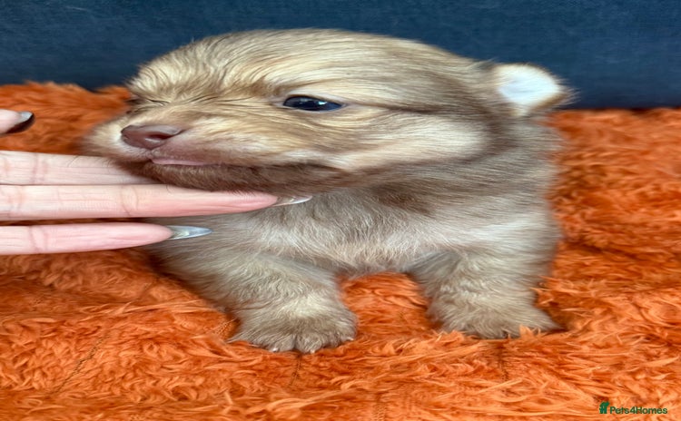 Pomchi dogs Last 3 super loving boys still available  - Advert 1