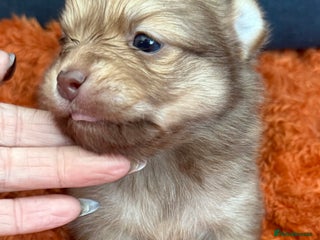 Pomchi dogs Last 3 super loving boys still available - Advert 2