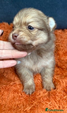 Pomchi dogs Last 3 super loving boys still available - Advert 1