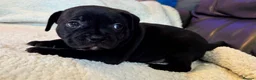Staffordshire Bull Terrier dogs for sale: KC Staffordshire bull terrier pups for sale  - Advert 16