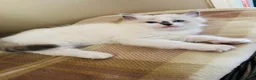 Ragdoll cats for sale: Ragdoll kittens  - Advert 27