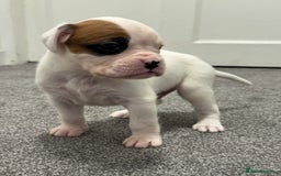 Boxer dogs for sale: KC Registered Boxer Puppies - Image 13