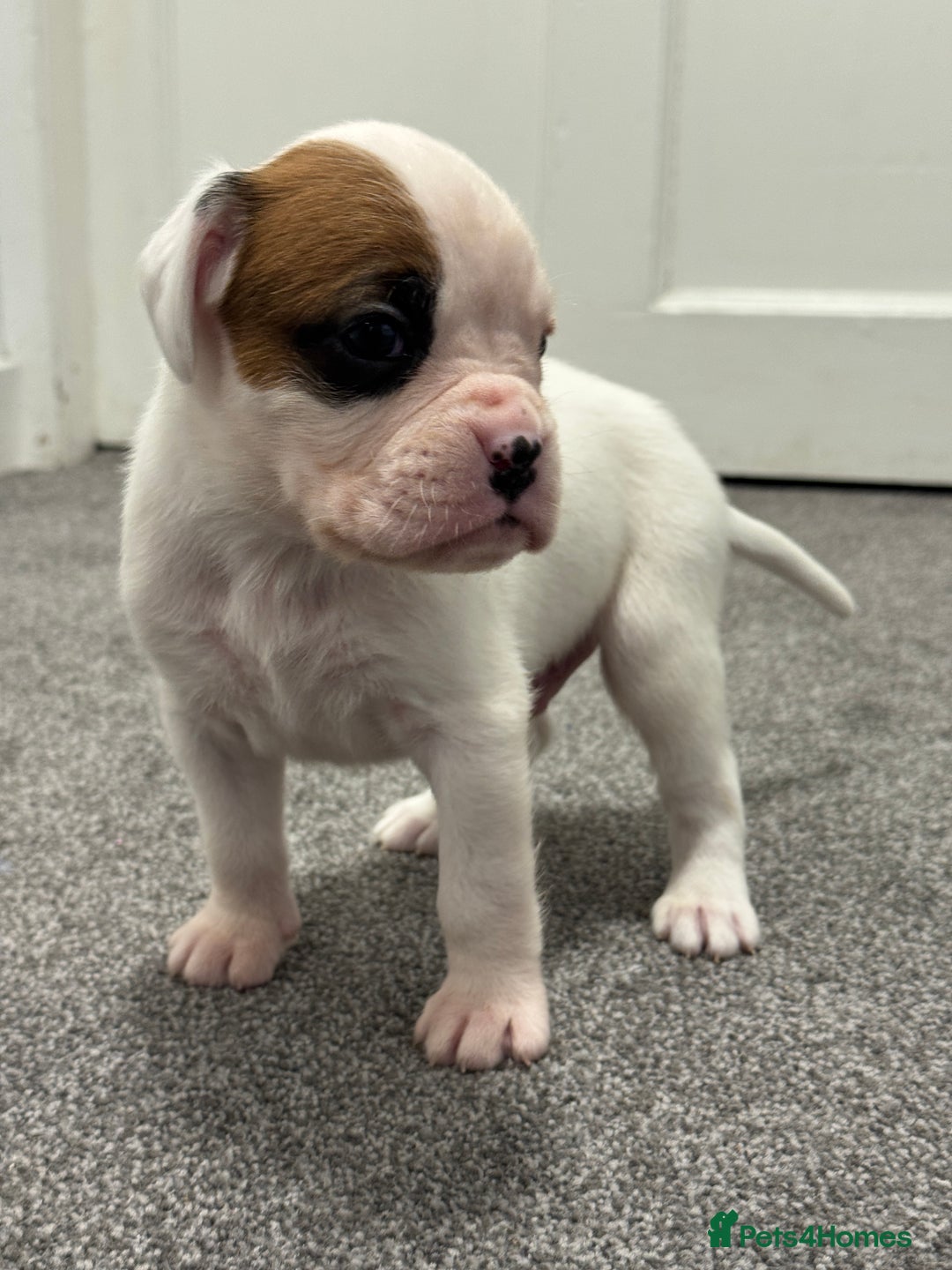 Boxer dogs for sale: KC Registered Boxer Puppies - Image 13