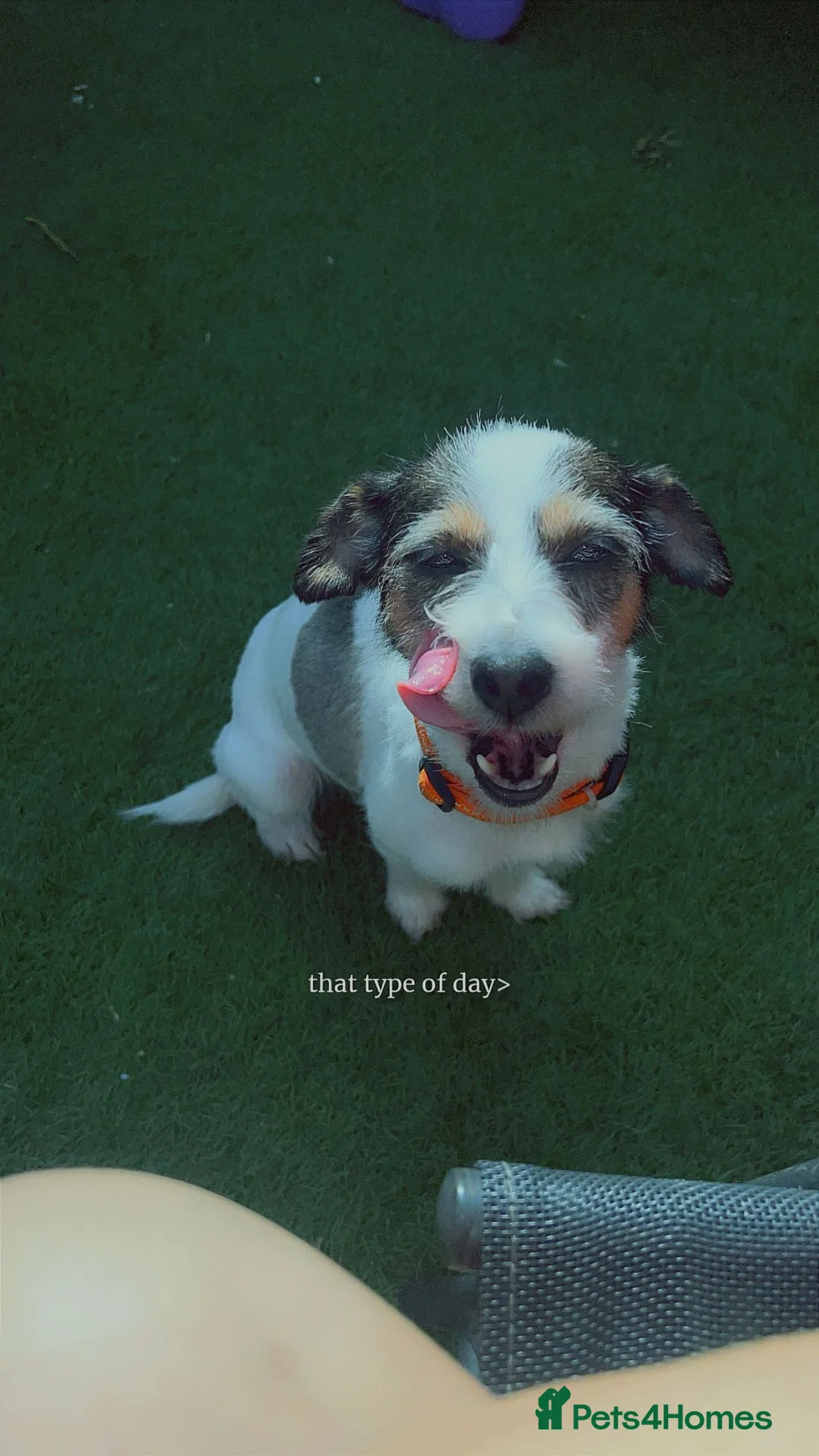 Jack Russell dogs for sale: Long haired mini Jack  Russell puppies for sale  - Advert 10
