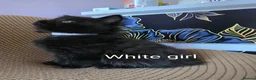 Mixed Breed cats for sale: Beauty litter of ragcoon -tuxedo cross  in Preston - Advert 16