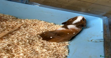 Guinea Pig rodents - Advert 4