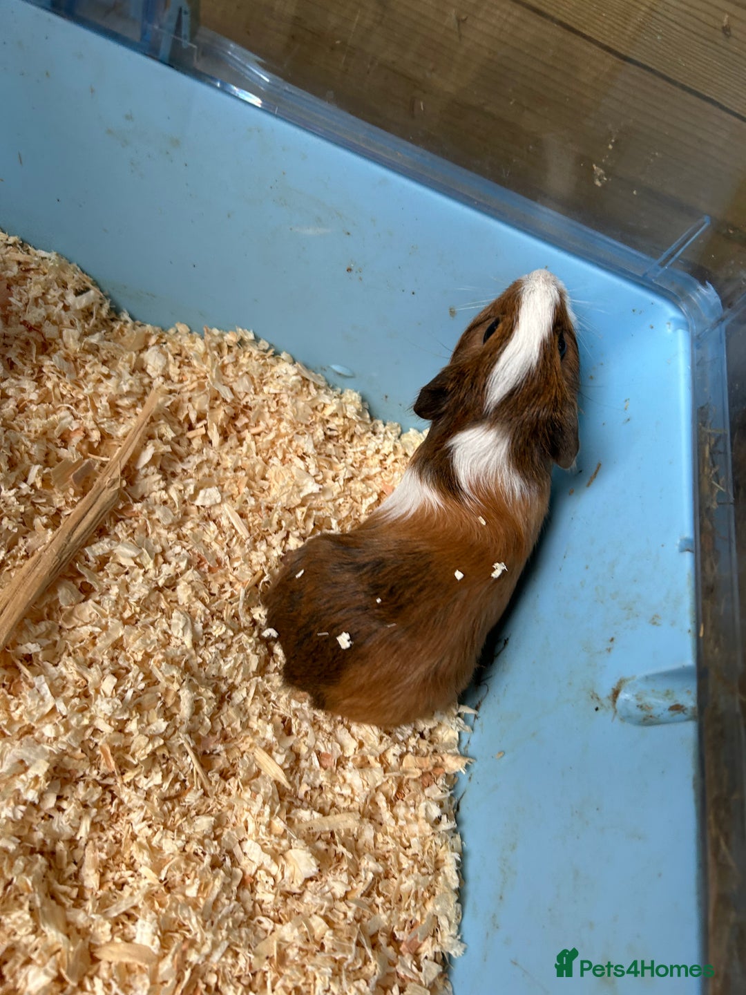 Guinea Pig rodents for sale: Beautiful brothers  - Image 3