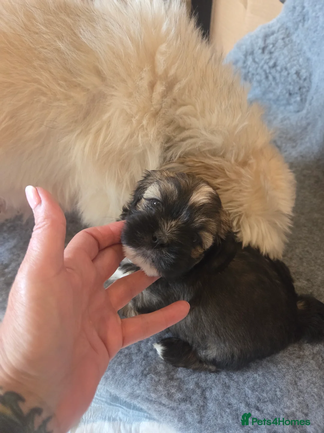 Lhasa Apso dogs for sale: Puppies - Advert 10