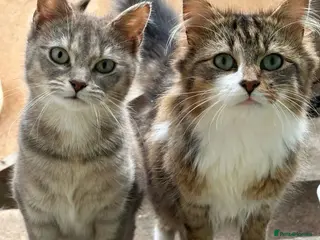 Siberian cats Rare Beautiful Cats Looking For a Loving Home - Advert 1