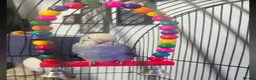 Budgerigars birds for sale: 2x Budgies and Cage FREE  - Advert 2