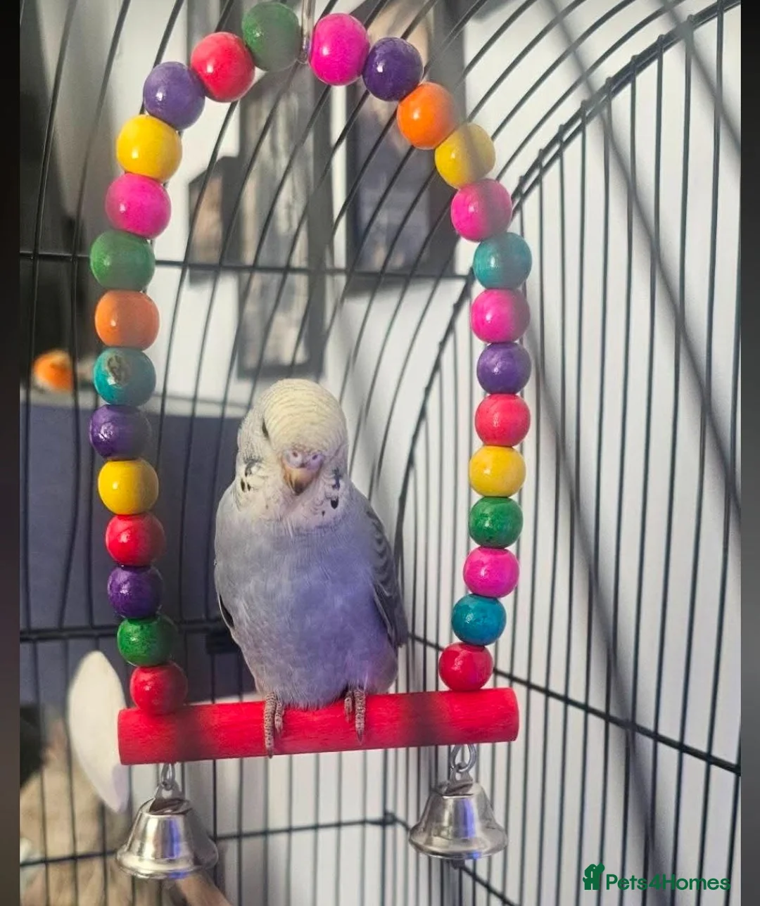 Budgerigars birds for sale: 2x Budgies and Cage FREE  - Advert 2