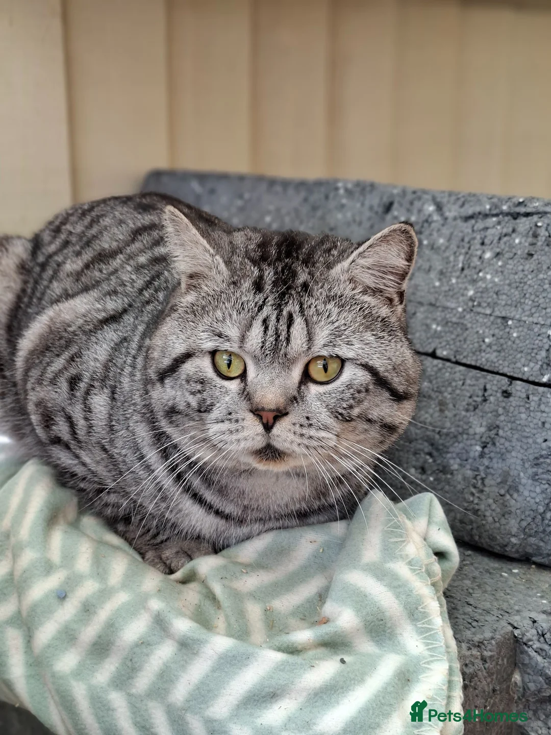 British Shorthair cats for sale: Black smoked tabby british shorthair - Advert 2