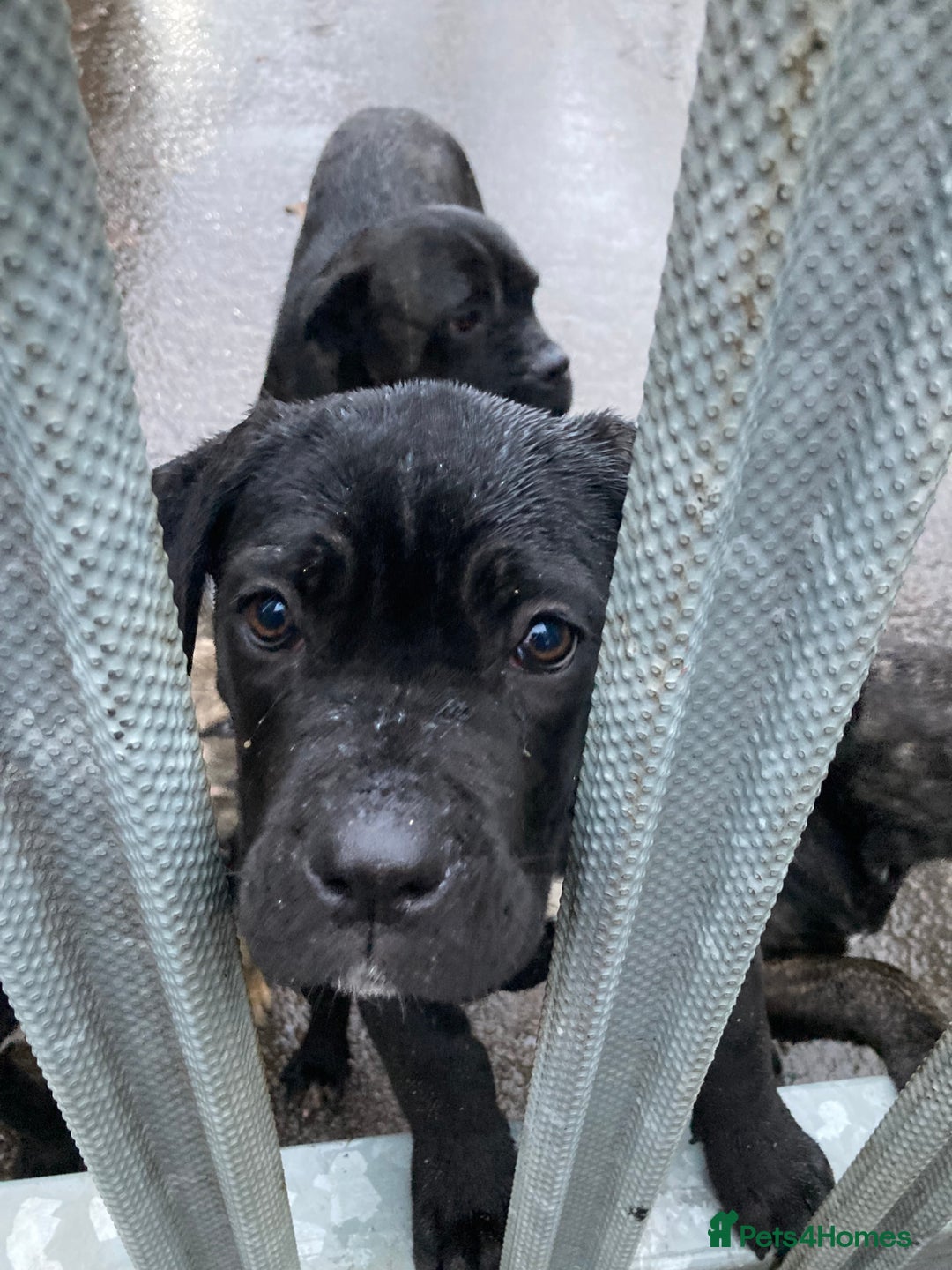Cane Corso dogs for sale: Cane corso  - Advert 4
