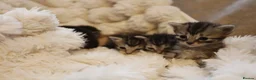 Mixed Breed cats for sale: Adorable mixed kittens for sale - Advert 16