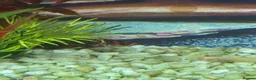 Corys fish for sale: Tropical Fish Tank in Derby - Advert 3