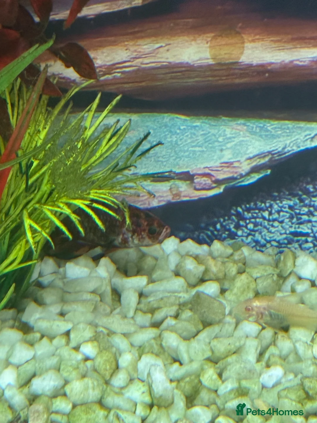 Corys fish for sale: Tropical Fish Tank in Derby - Advert 3