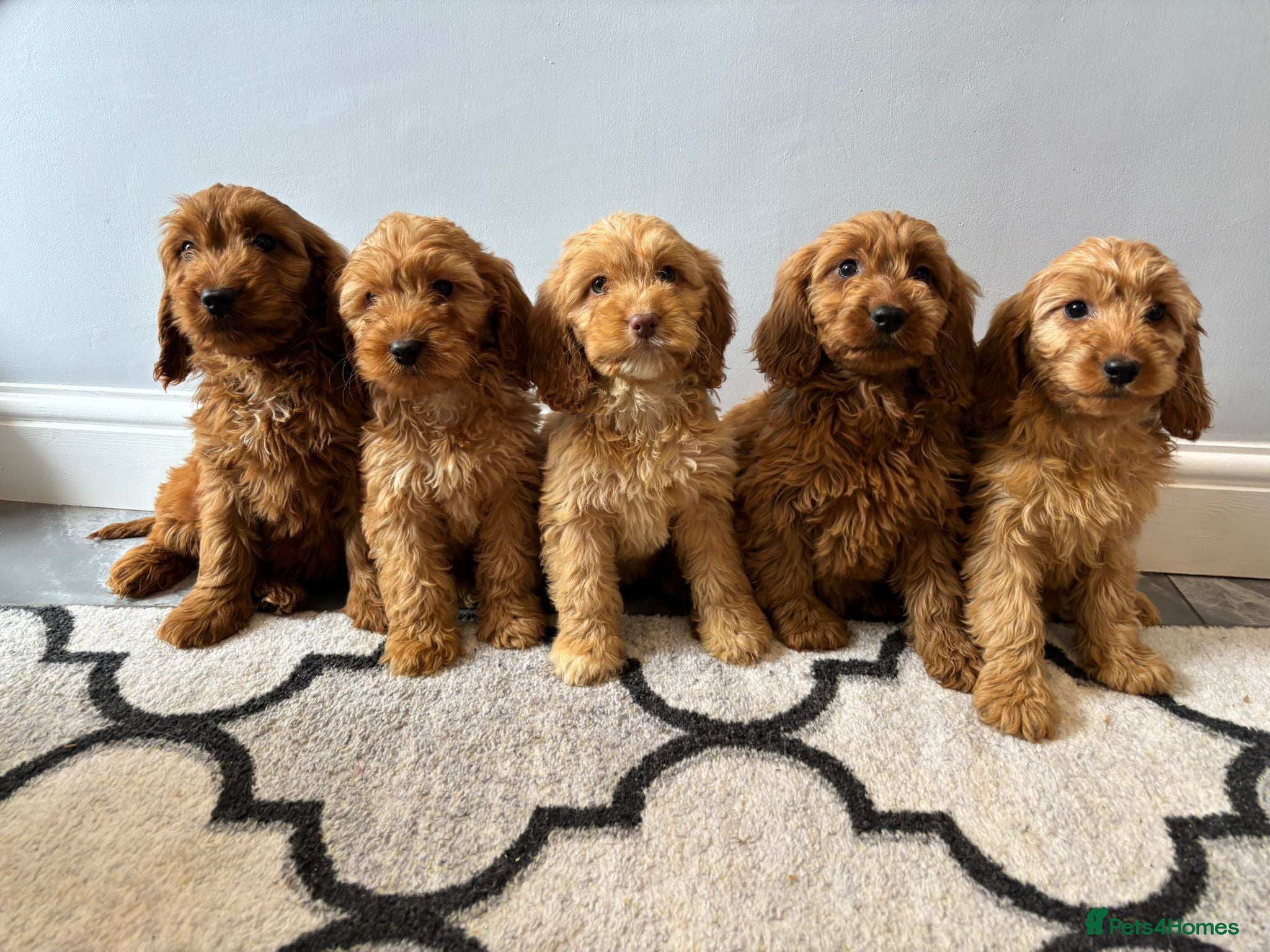 Cockapoo dogs Cockapoo Puppies Ready Now FULLY VACCINATED  - Advert 7