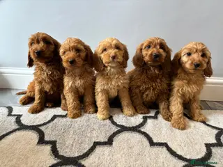 Cockapoo dogs Cockapoo Puppies Ready Now FULLY VACCINATED - Advert 12