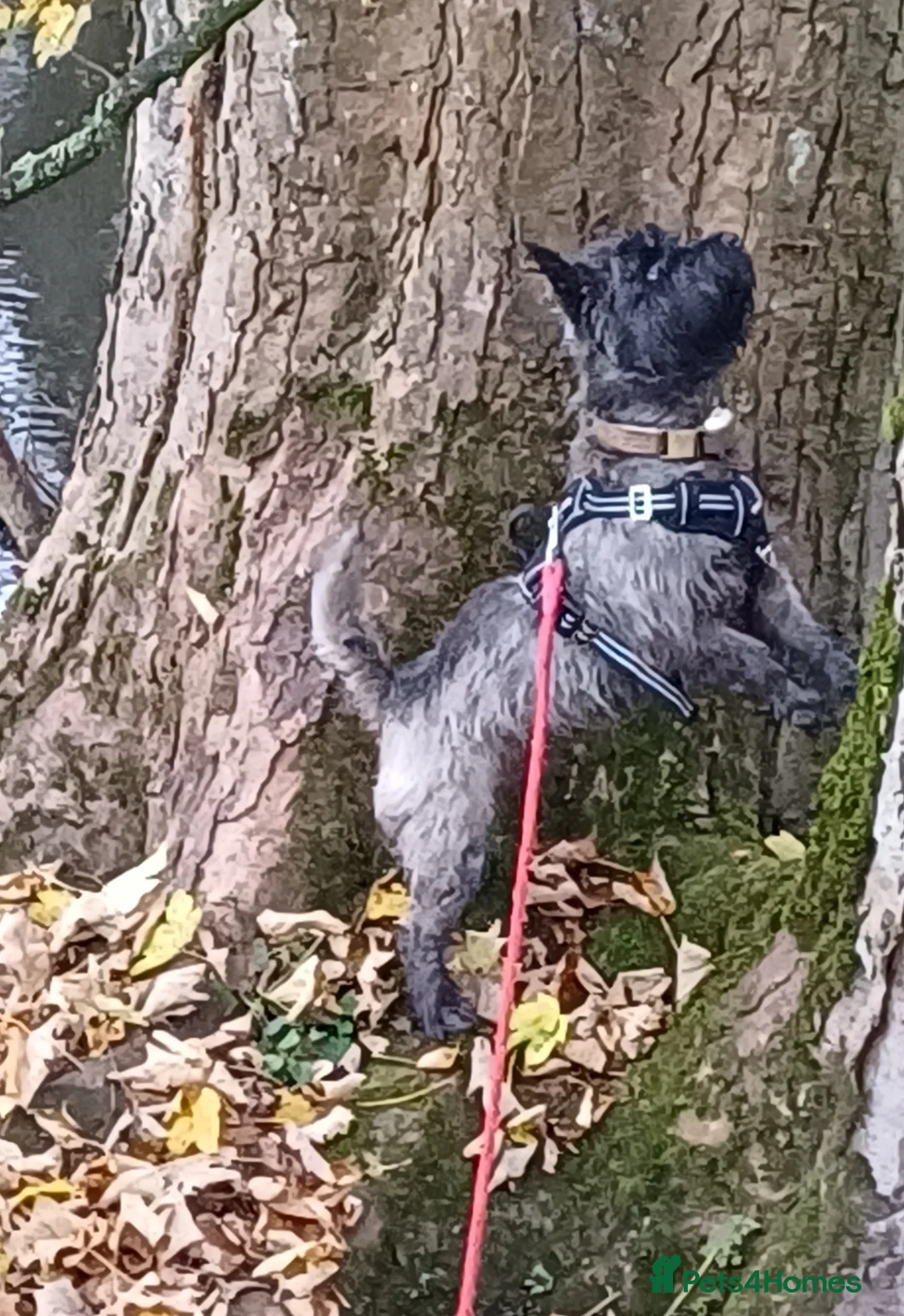 Cairn Terrier dogs for stud: Champion bloodline, KC registered Cairn. in Hope Valley - Advert 5