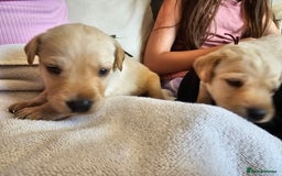 Labrador Retriever dogs for sale: Kc Registered Labrador Puppies  - Image 6