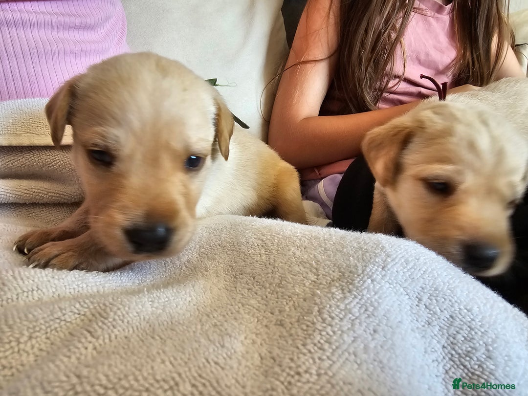 Labrador Retriever dogs for sale: Kc Registered Labrador Puppies  - Image 6