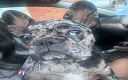 French Bulldog dogs for sale: Beautiful French bulldogs.  - Image 5