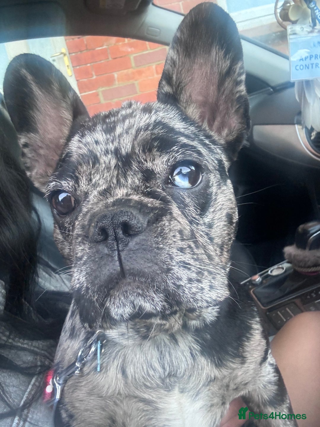 French Bulldog dogs for sale: Beautiful French bulldogs.  - Image 5