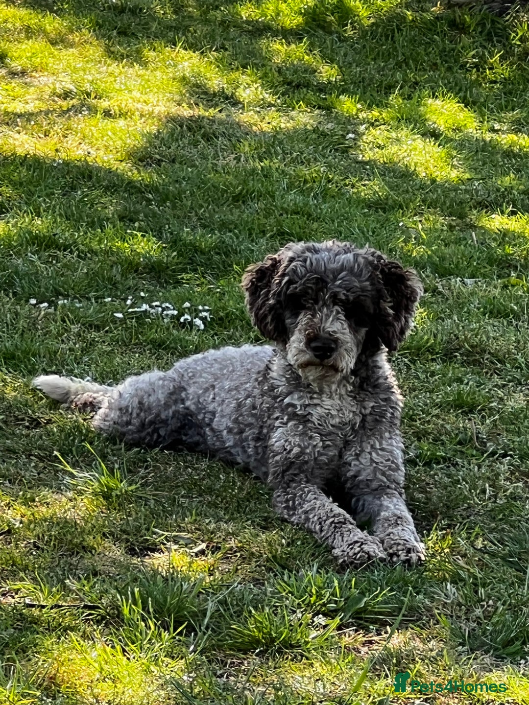 Miniature Poodle dogs for stud: Chocolate Merle Miniature Poodle Fully DNA Tested in Radstock - Image 32