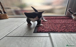 Mixed Breed cats for sale: 4 Mixed Breed Kittens  - Image 10