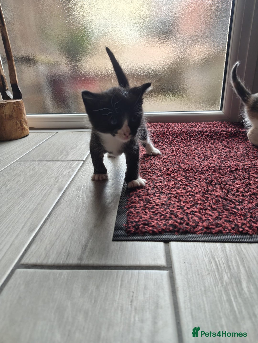 Mixed Breed cats for sale: 4 Mixed Breed Kittens  - Image 10