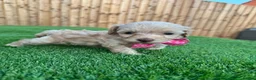 Cockapoo dogs for sale: Beautiful Cockapoo Puppies - Advert 11