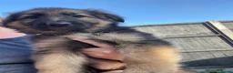 German Shepherd dogs for sale: READY TO GO - German Shepherd Puppies - Advert 20